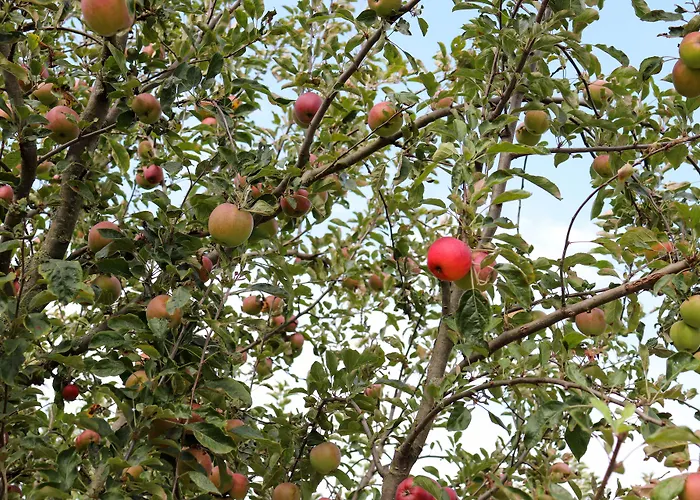 Fruitpark & Hotel 4*